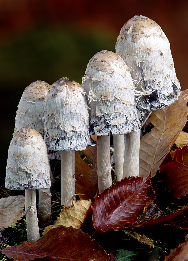 Shaggy Mane Mushrooms.jpg
