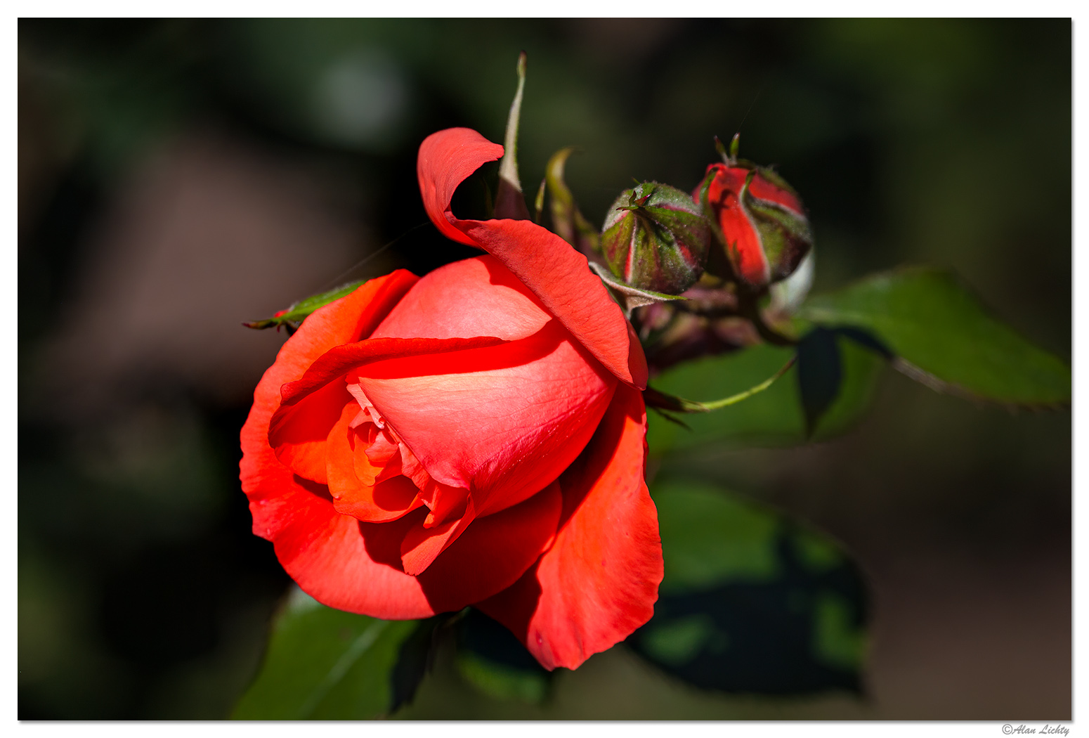 ShoreAcresRose1.jpg