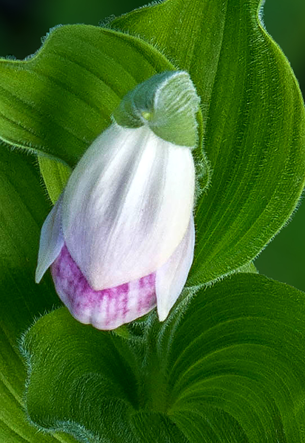 showy just opening.jpg