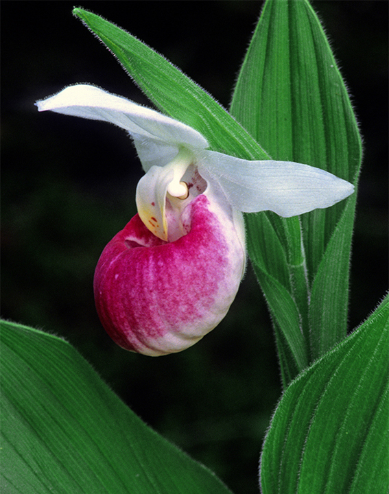 Showy Lady's-sliper.jpg