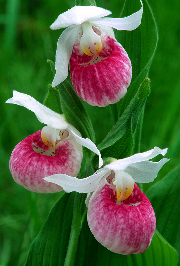 Showy Lady's-slipper.jpg
