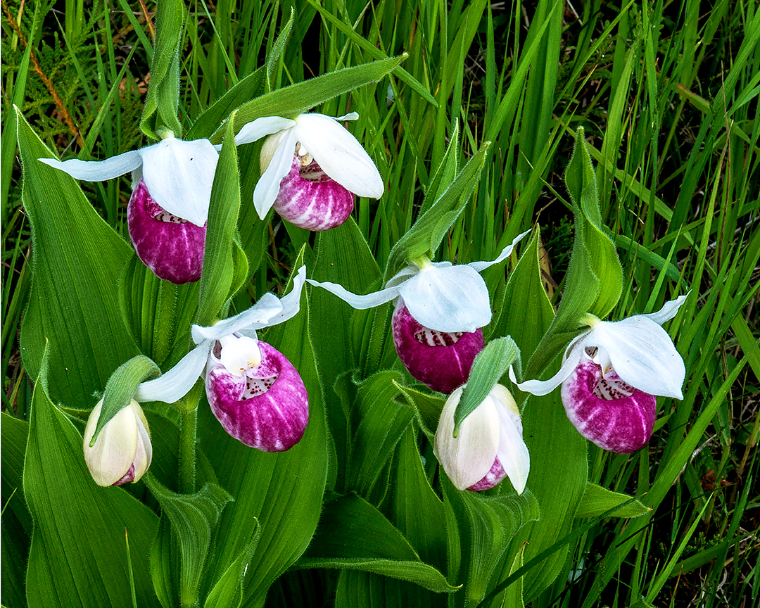 Showy Lady's-slippers 4x5.jpg