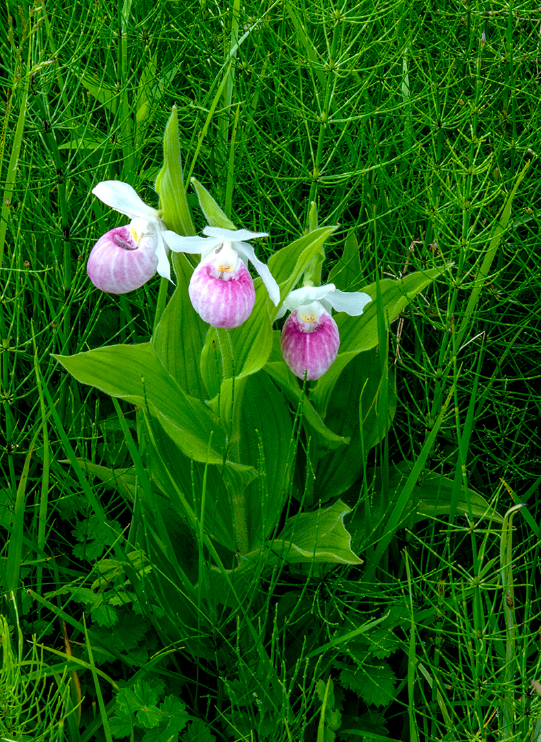 Showy Lady's-slippers trio.jpg