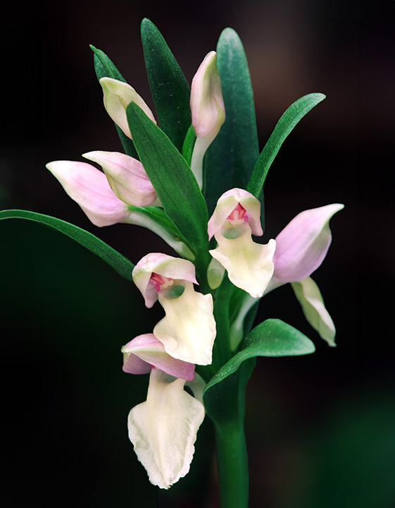 Showy Orchis.jpg
