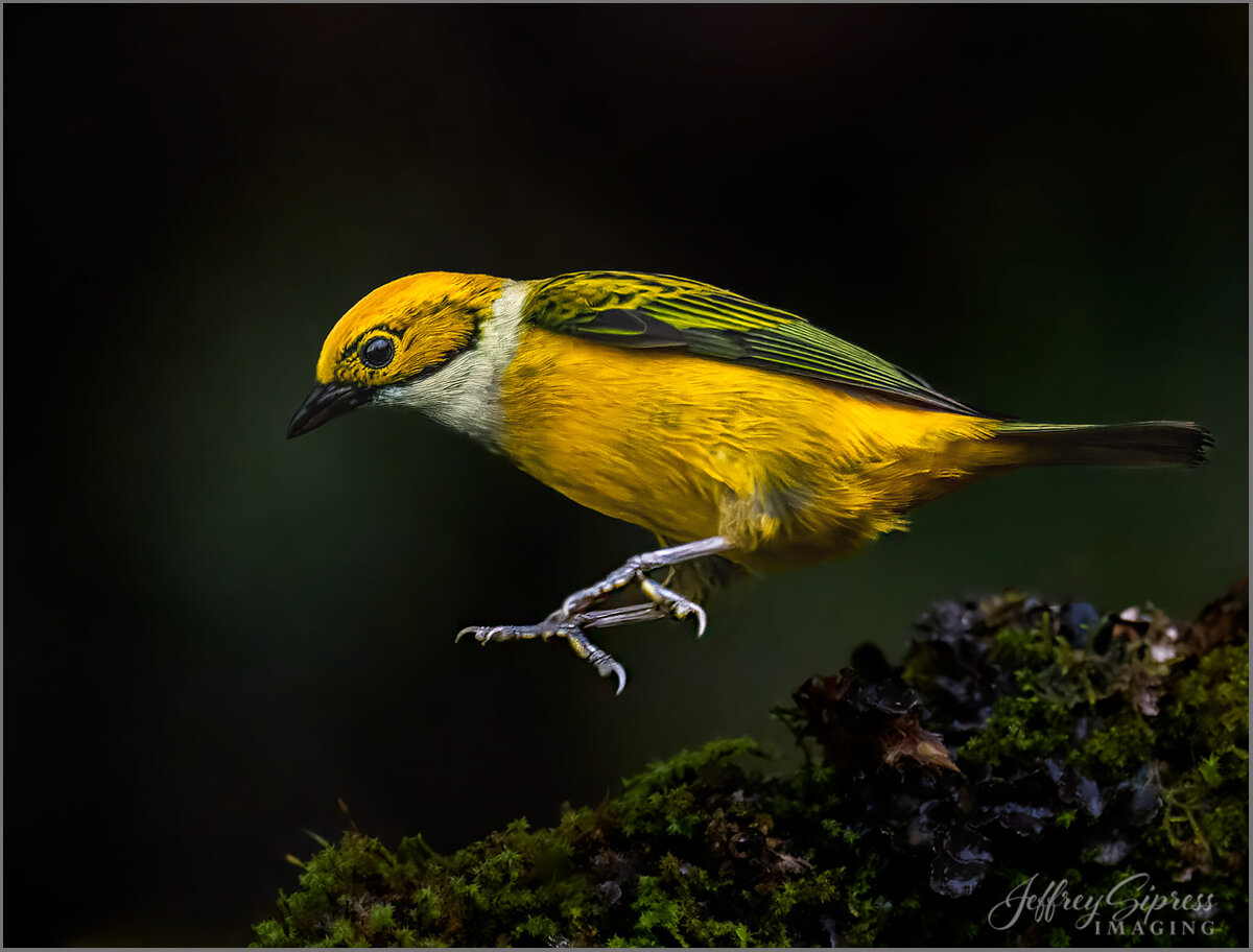 silver-throated-tanager1.jpg