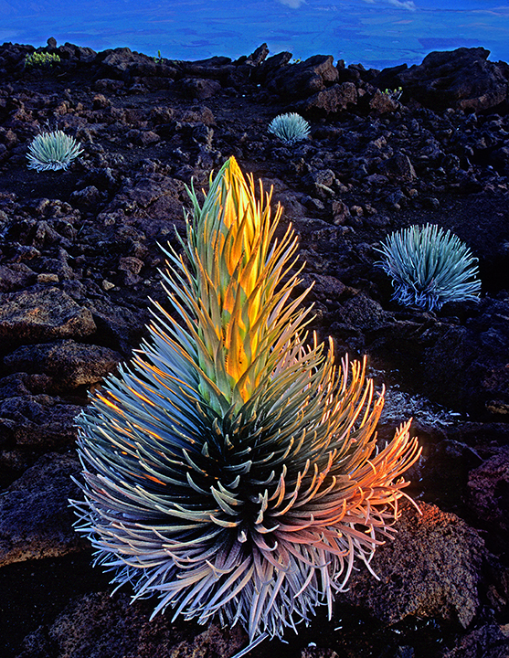 silversword on aa lava flow.jpg