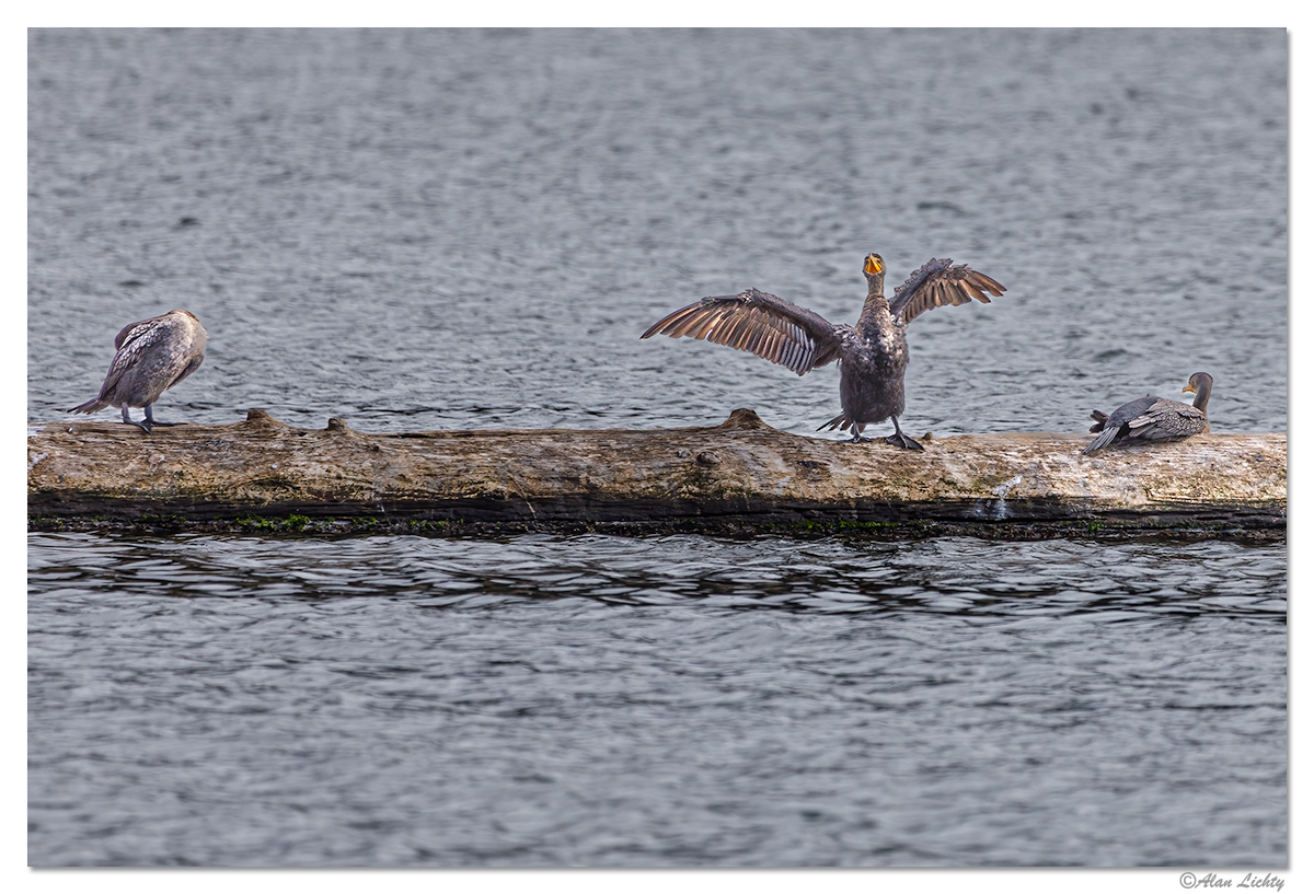 SiuslawCormorant.jpg