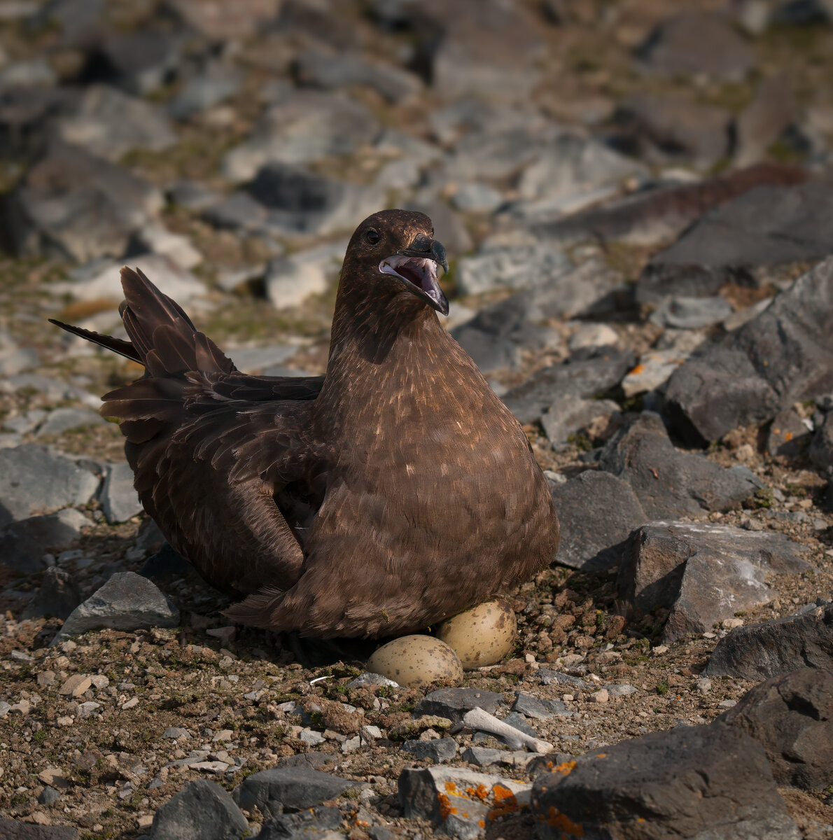 Skua with eggs on nest.jpg