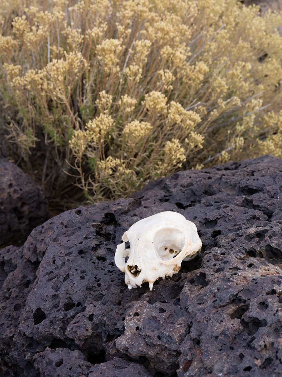 skull.jpg