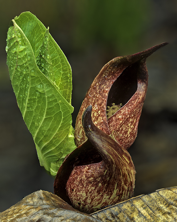 skunk cabbage final.jpg