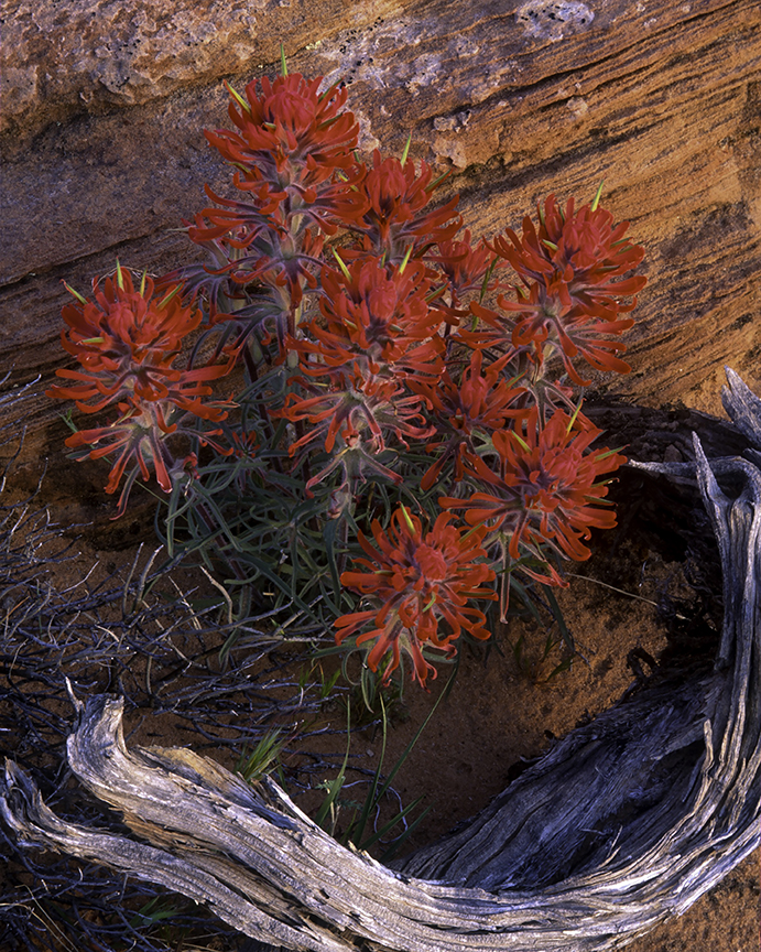 Slickrock Paintbrush and wood II-Edit.jpg
