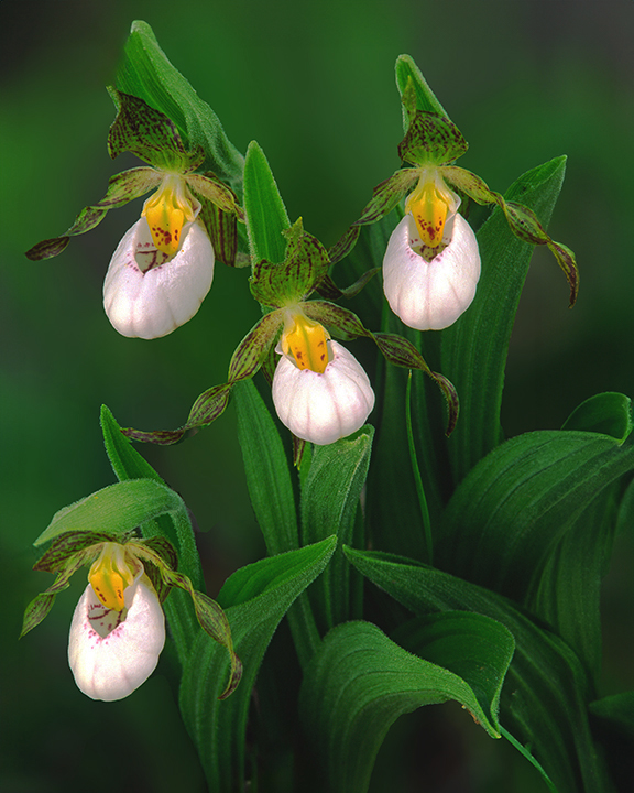small white lady's-slipper final  III.jpg