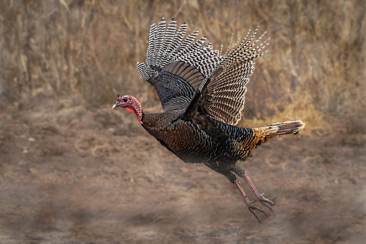 Smoked Turkey.jpg