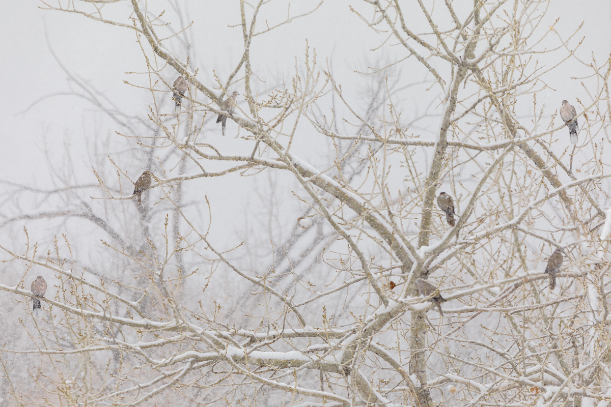 Snow-Birds---1.1.jpg