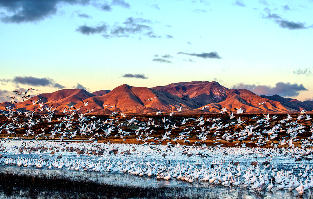 Snow geese at Pool lift-off II.jpg