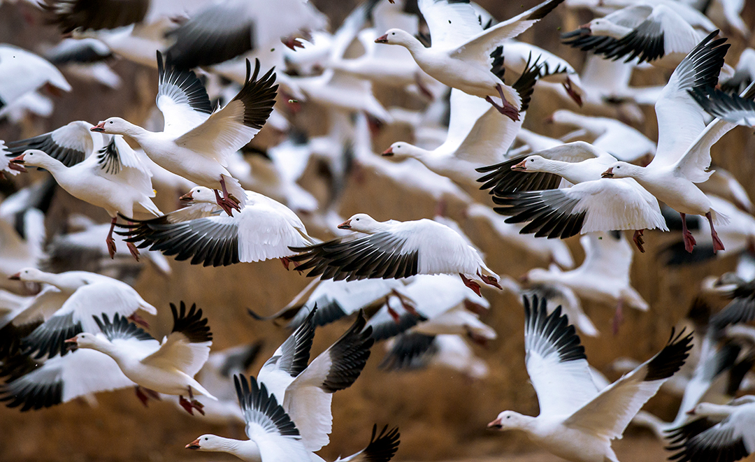 Snow Goose blast-off.jpg