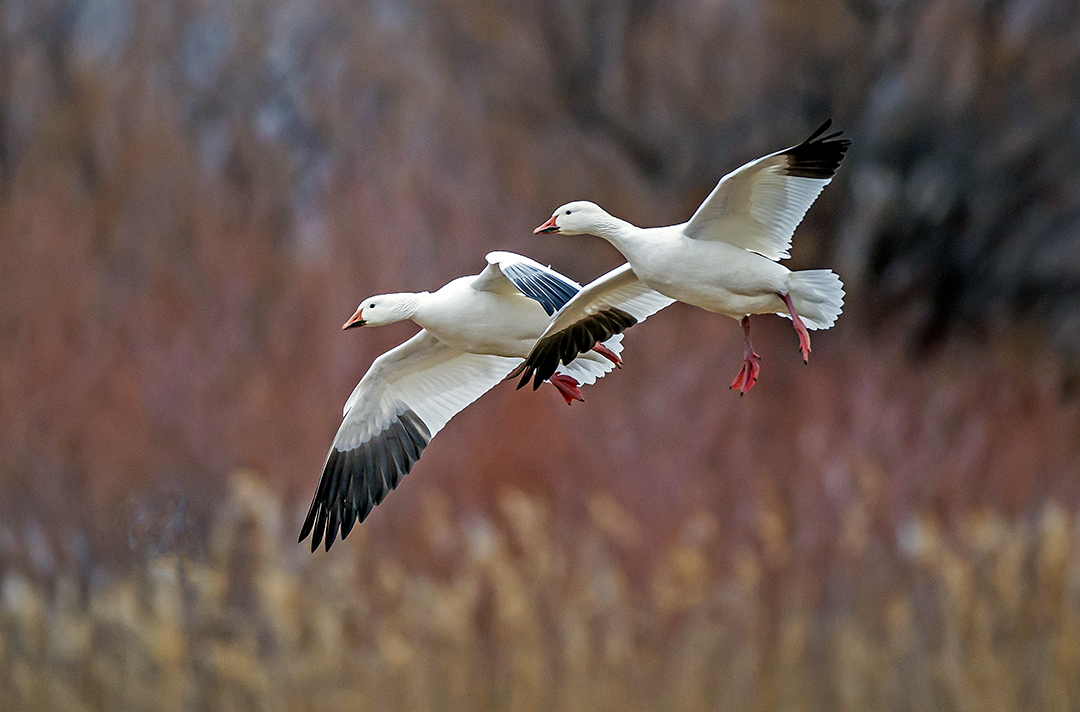 Snow Goose pair II.jpg