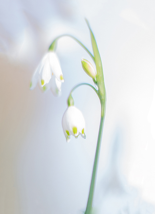 snowdrop.jpg