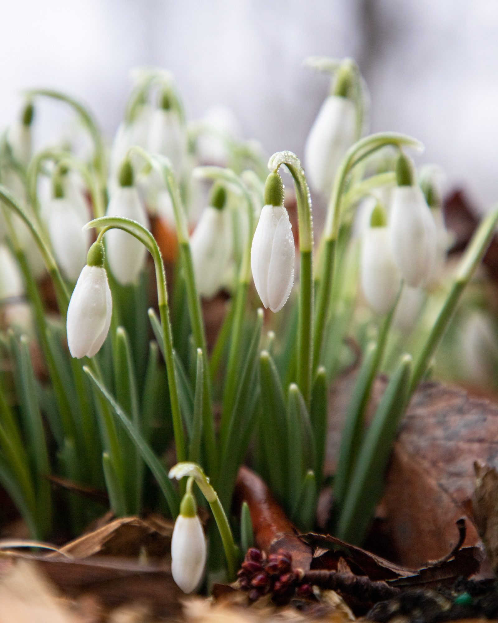 Snowdrops2.jpg
