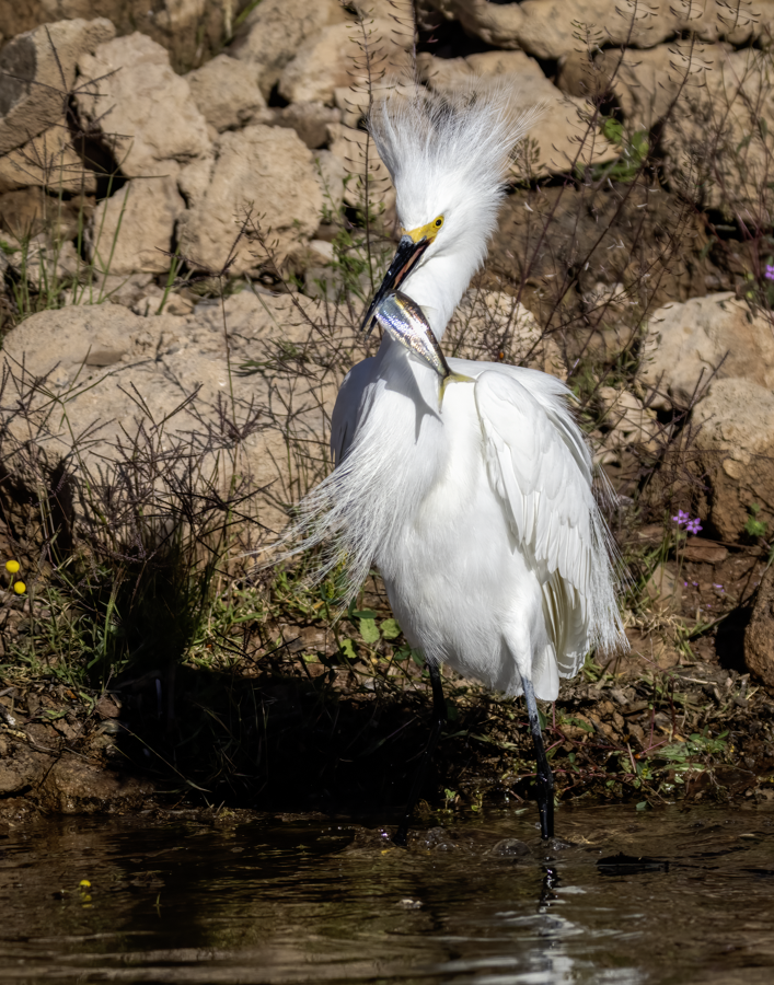 Snowy egret-06324-new.png
