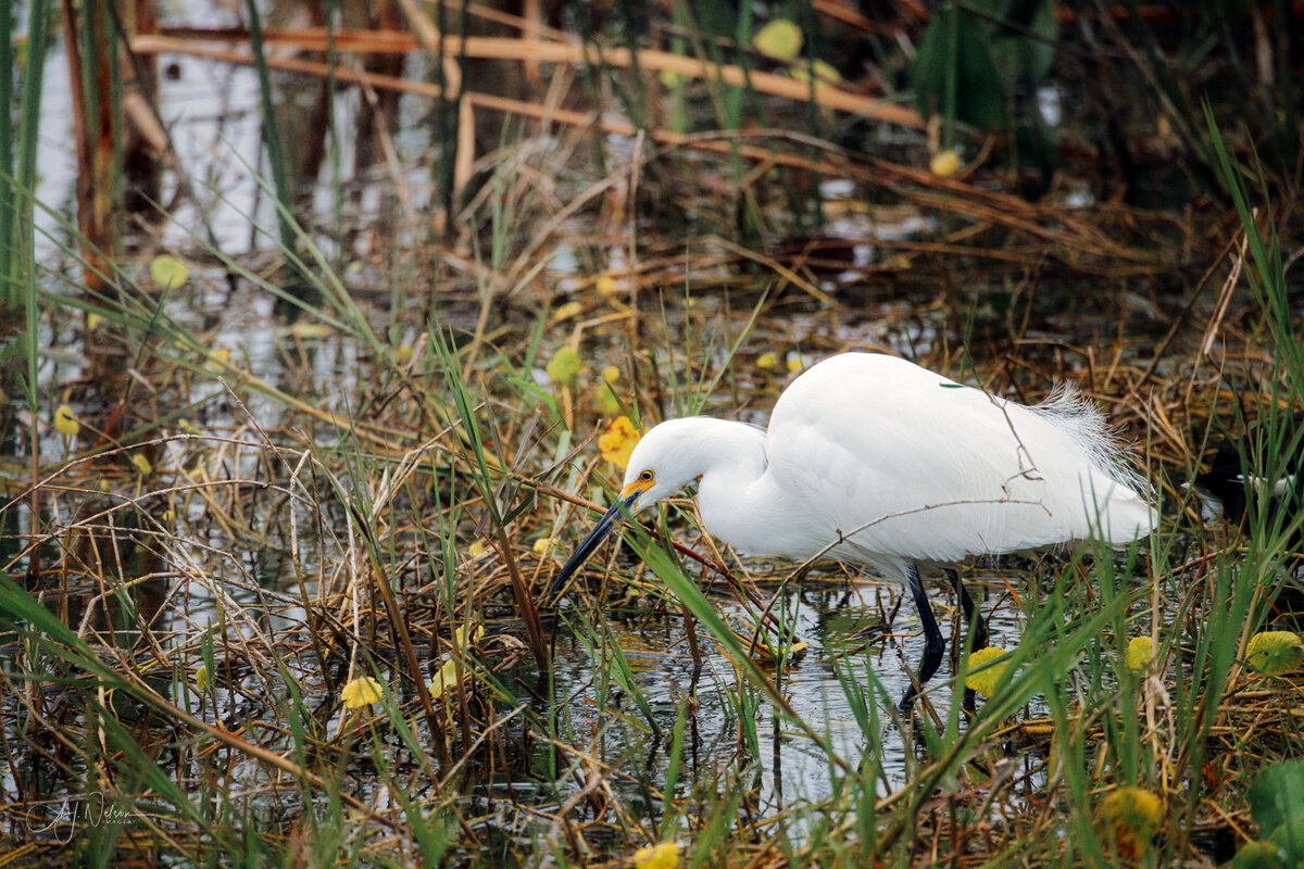Snowy Egret---2.jpg