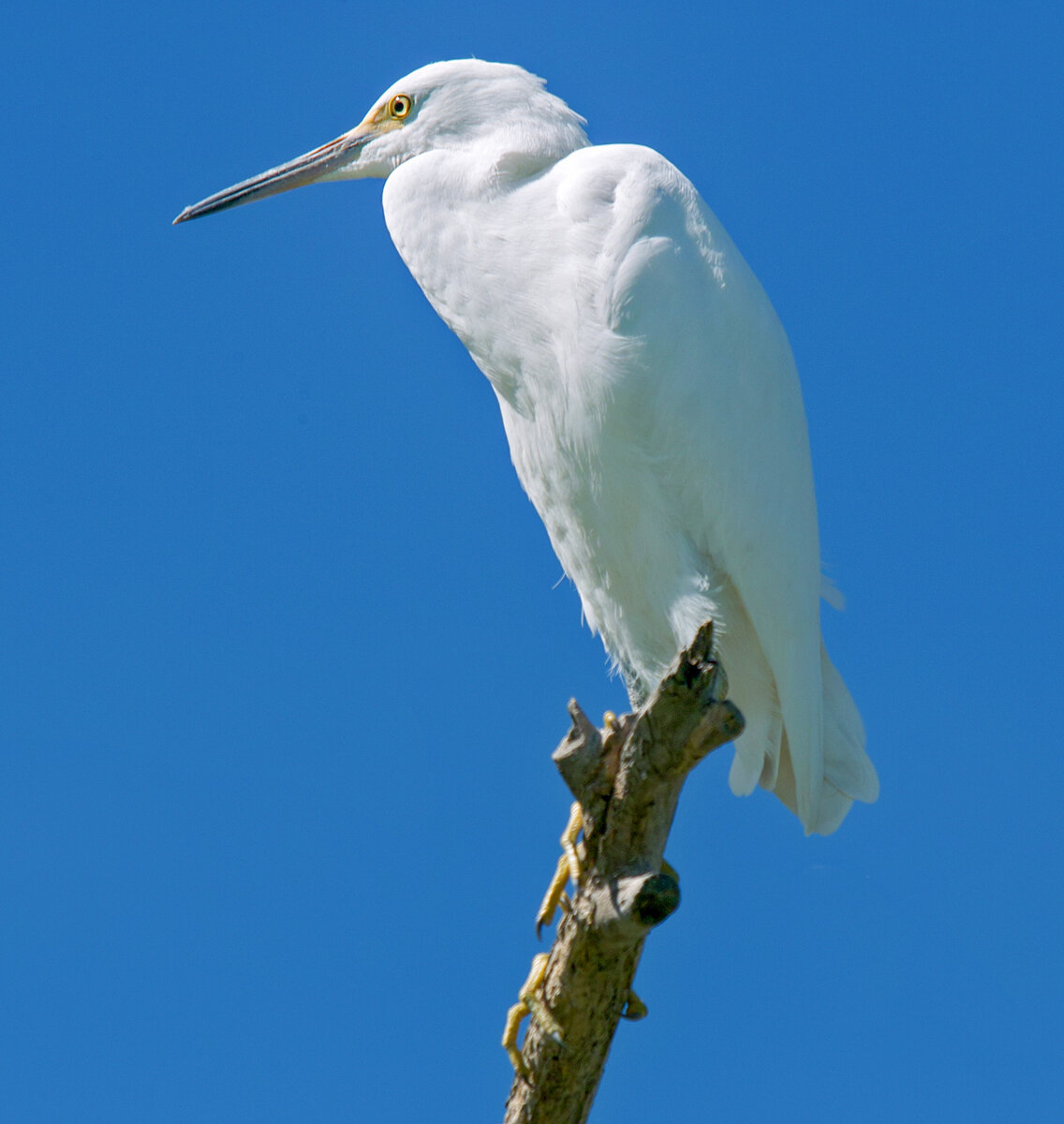 Snowy Egret.jpg