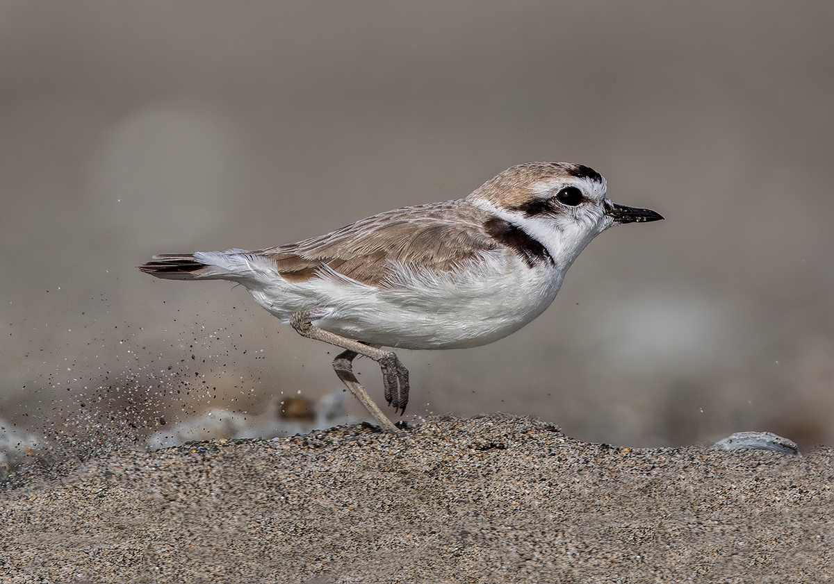Snowy Plover fw.png