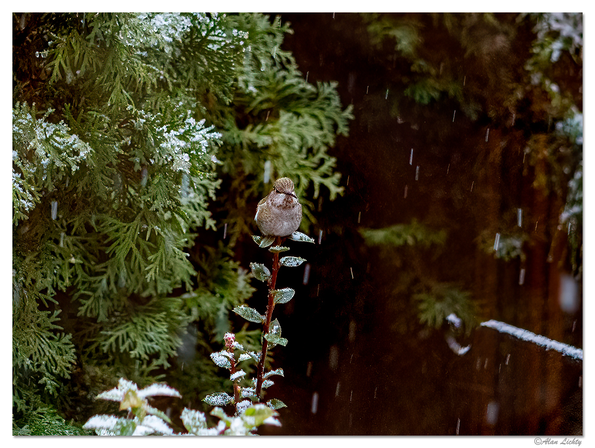 SnowyAnna2.jpg