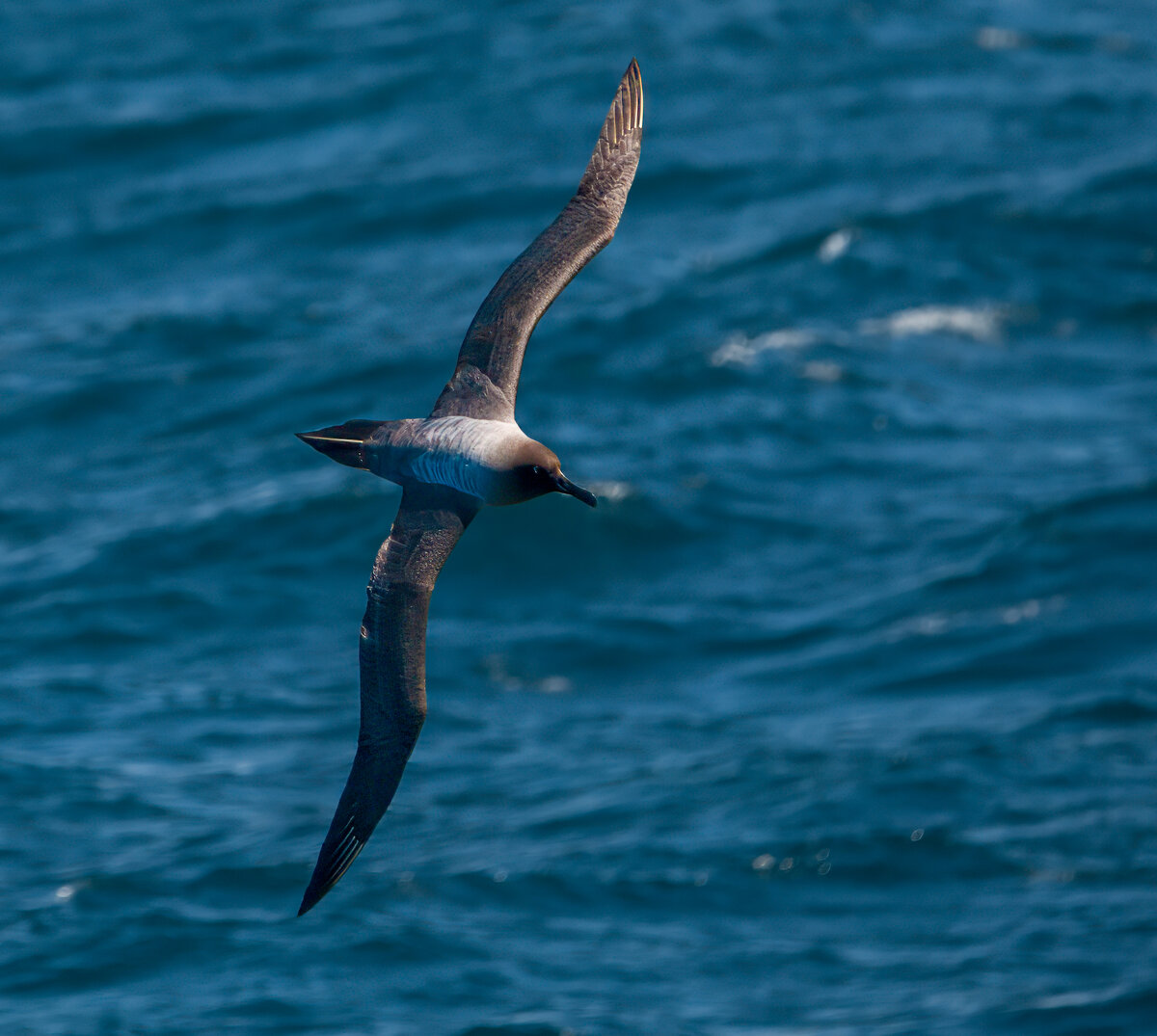 Sooty Albatross 4.jpg