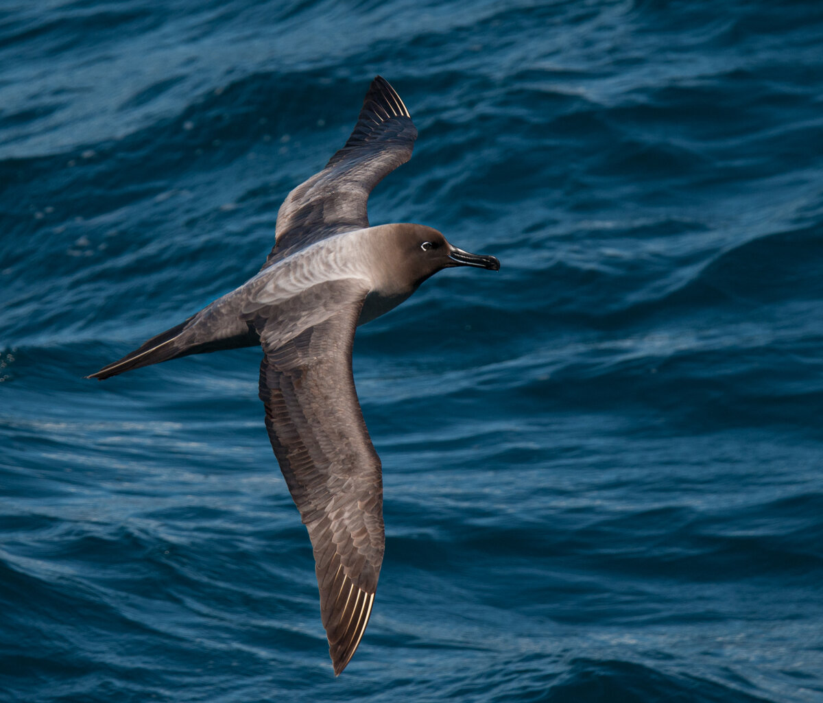 sooty albatross 8.jpg
