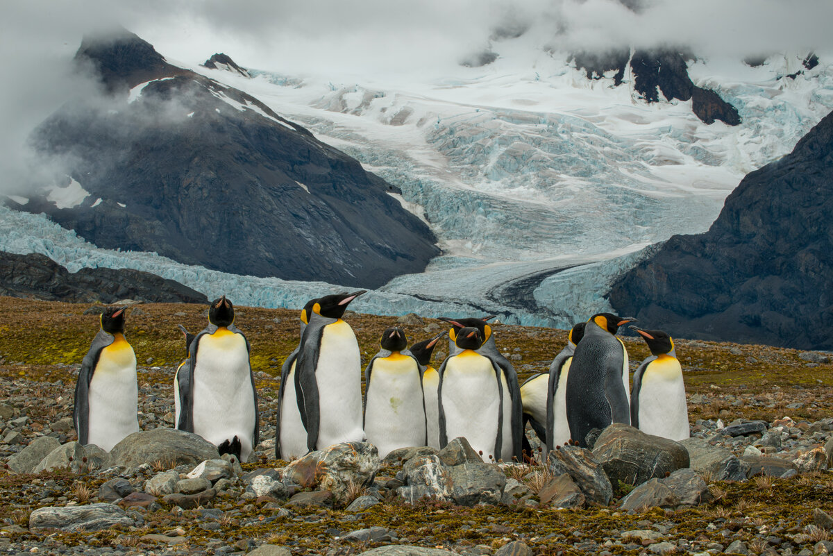 South Georgia glacier and penguins.jpg