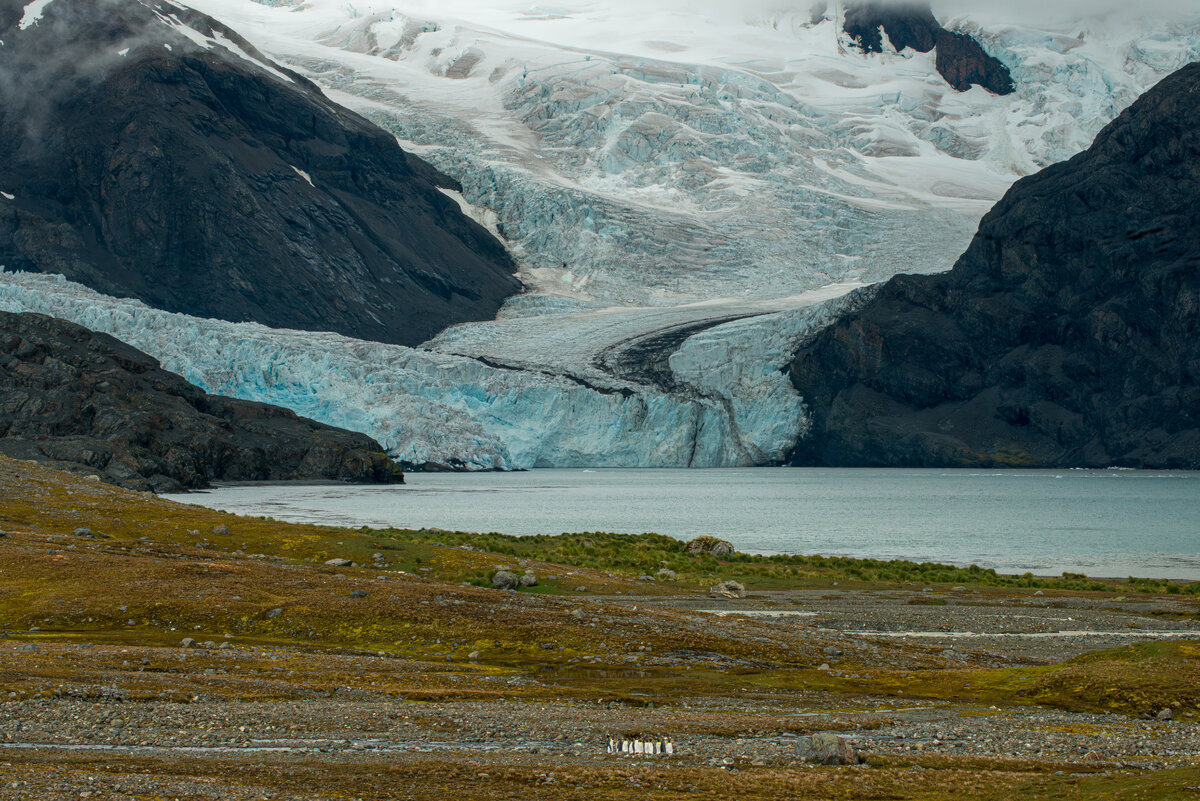 South Georgia glacier.jpg