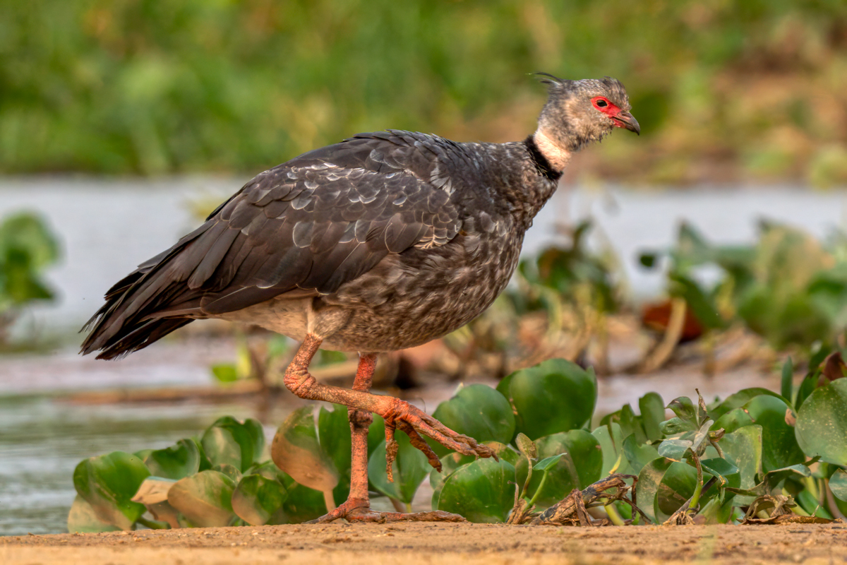 Southern screamer-03713-Edit.jpg