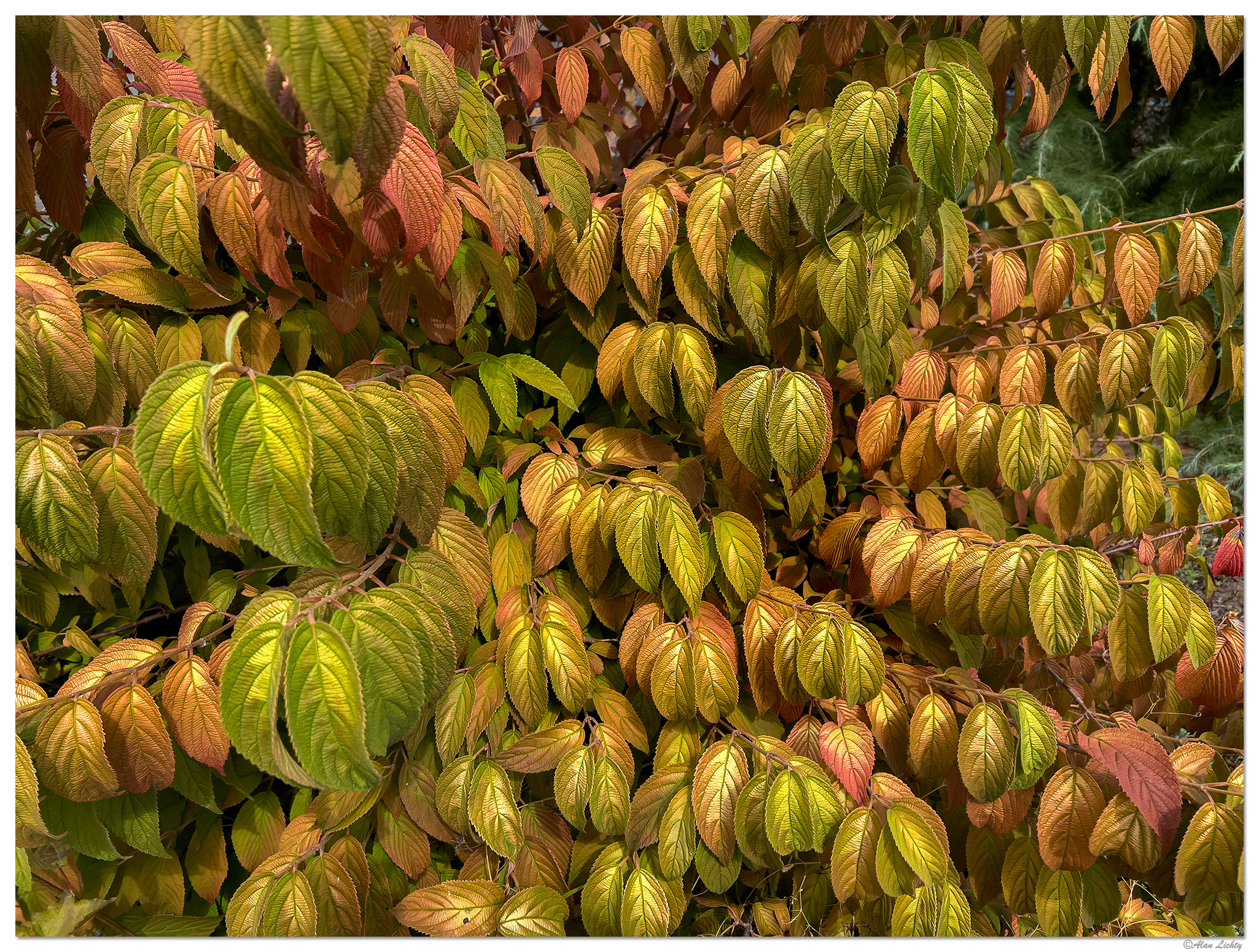 SP-DOgwoodFall.jpg