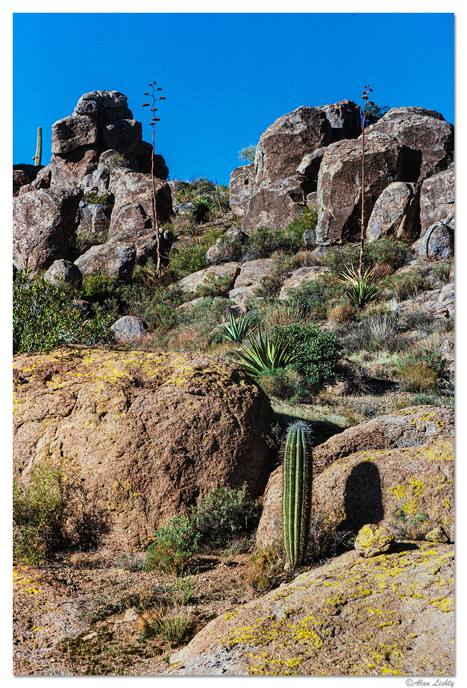 SP_SuperstitionCactiWinter70.jpg
