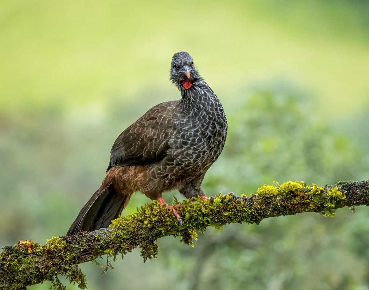 Speckled chachalaca-01202-Edit.jpg