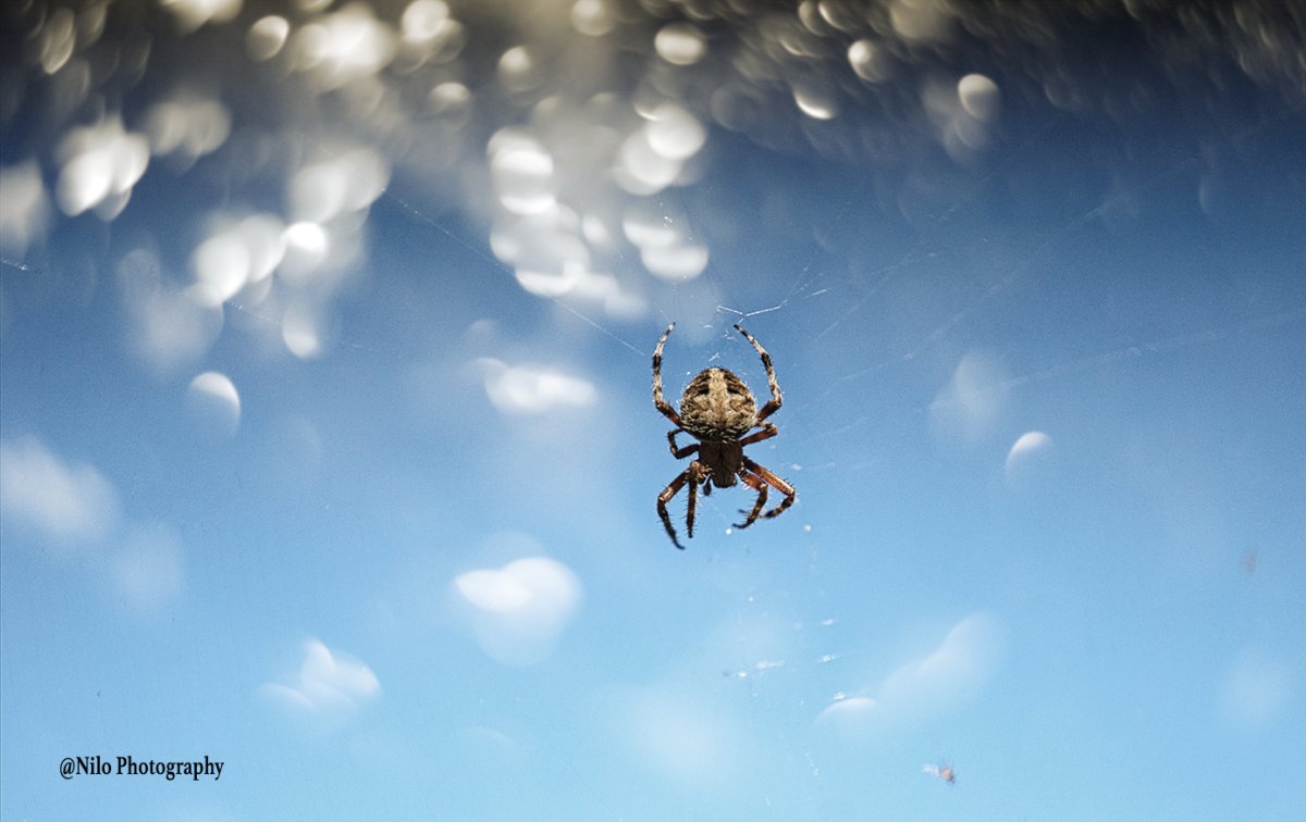 Spider 2.jpg