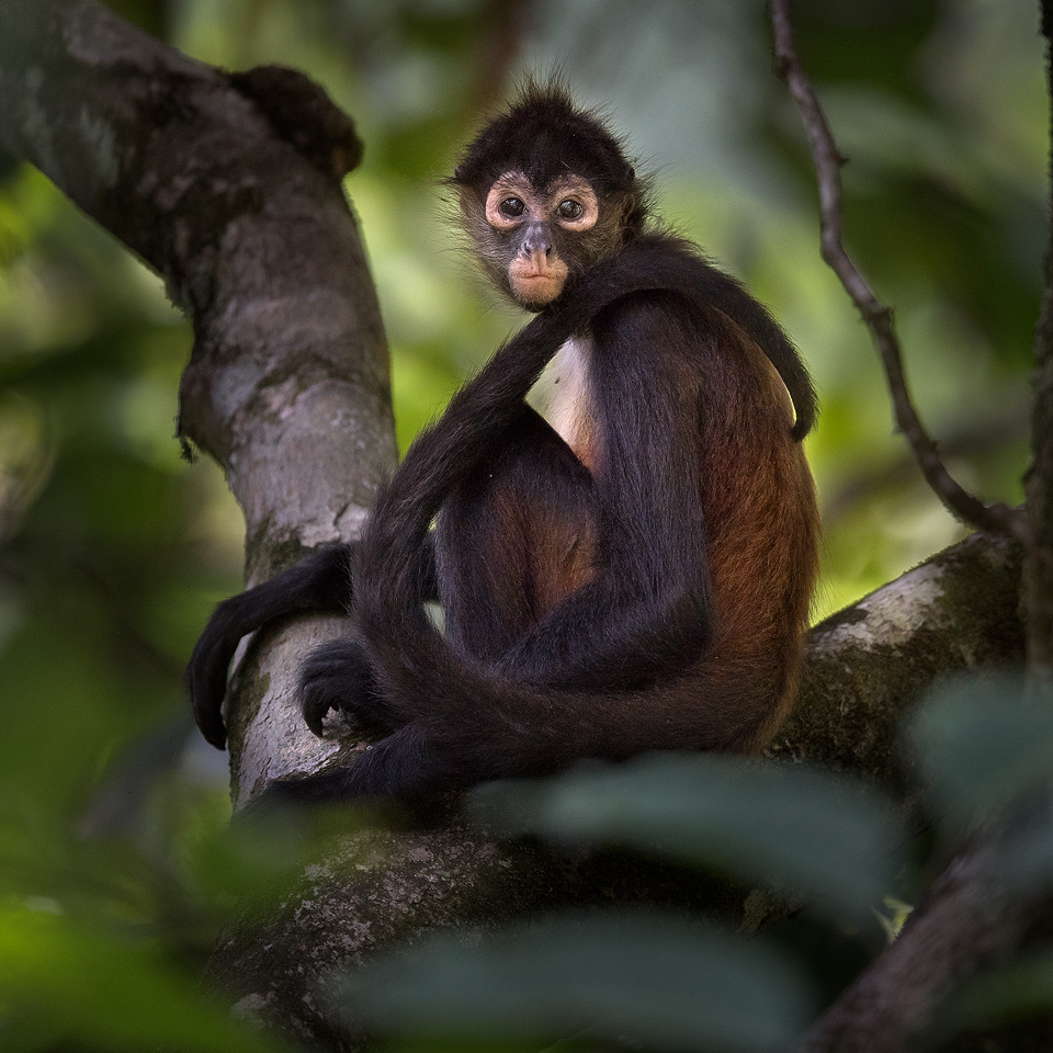 spider-monkey-with-tail-tossed-over.jpg