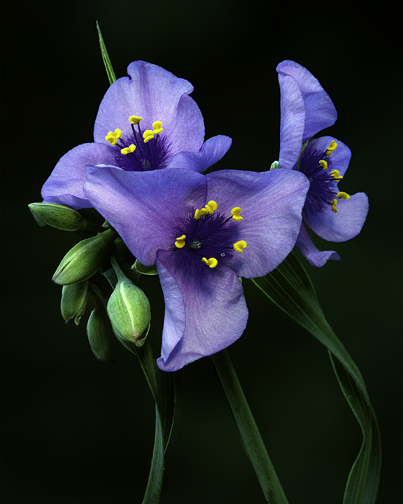 Spiderwort.jpg