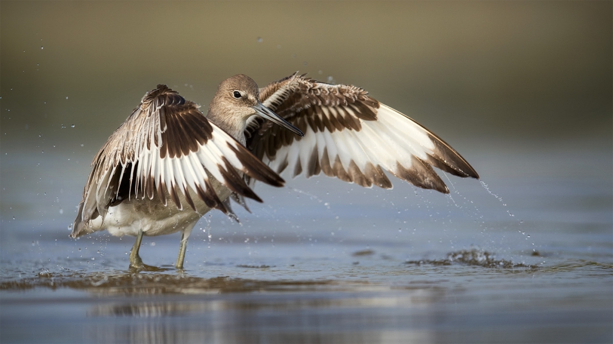 splashing-willet.jpg-nggid03921-ngg0dyn-1400x787x100-00f0w010c010r110f110r010t010.jpg