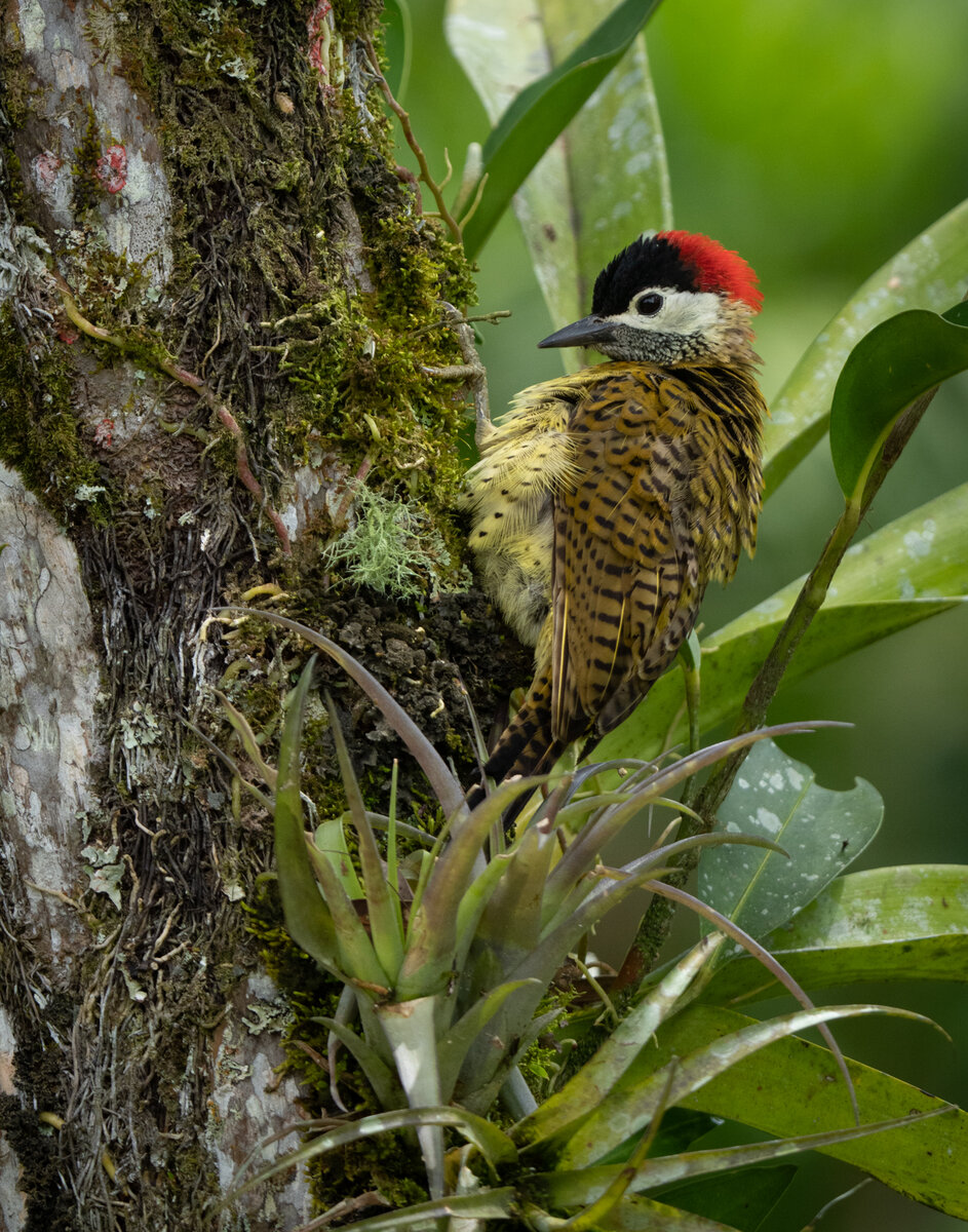 Spot-breasted Woodpecker-01155.jpg