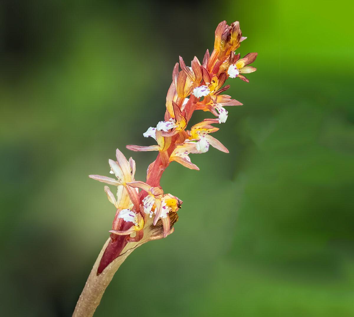 SpottedCoralOrchid2.jpg