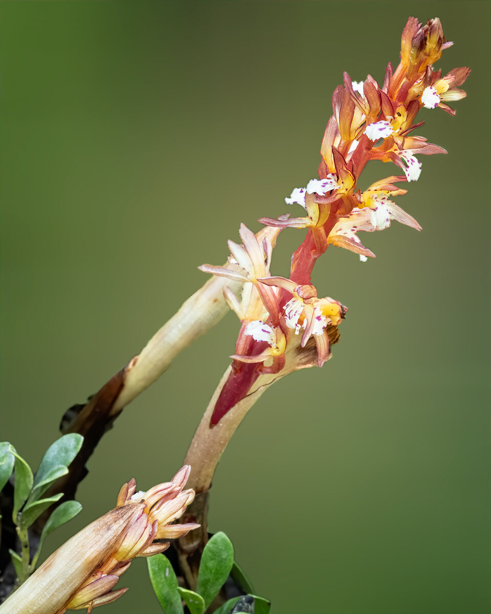 SpottedCoralOrchidBlurEdgesNoiseSharpNik.jpg