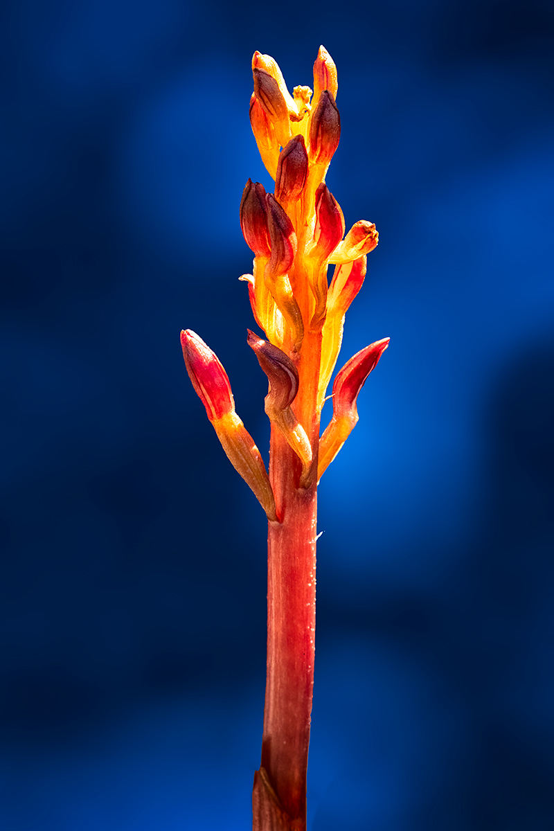 SpottedCRO2SharpBlurHueSatCropHeal.jpg