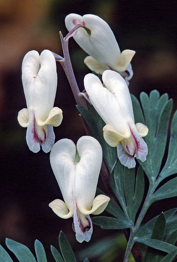 Squirrel Corn.jpg