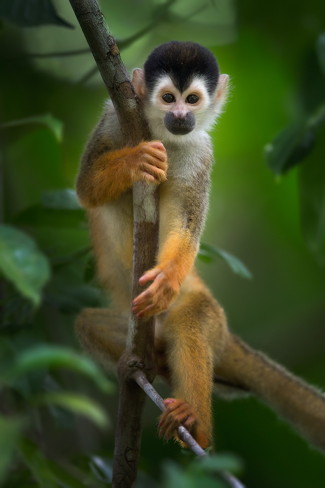 squirrel-monkey-on-branch-vert.jpg