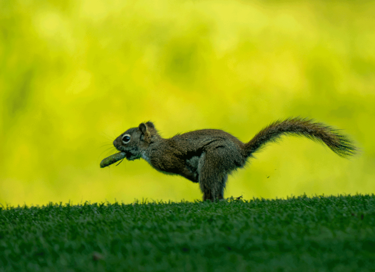 Squirrel running forever.gif