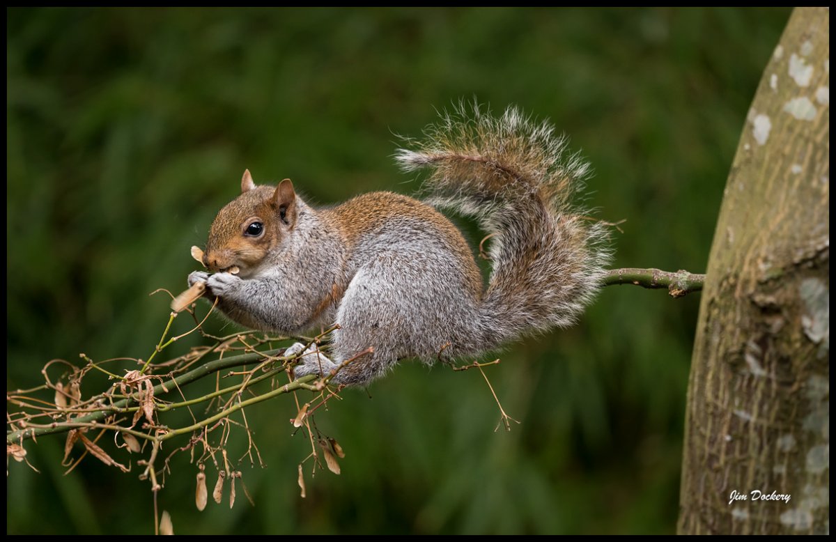 squirrel12.jpg