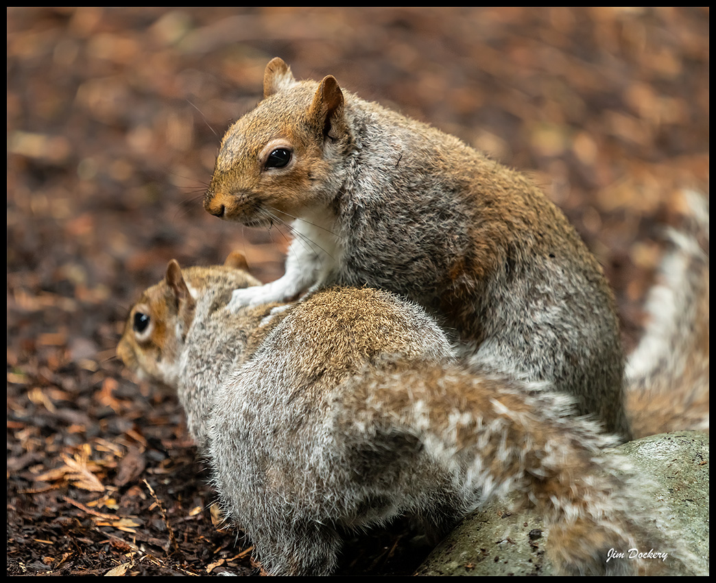 Squirrel27.jpg