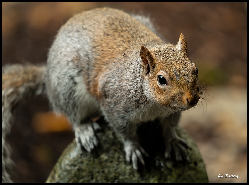 Squirrel32.jpg